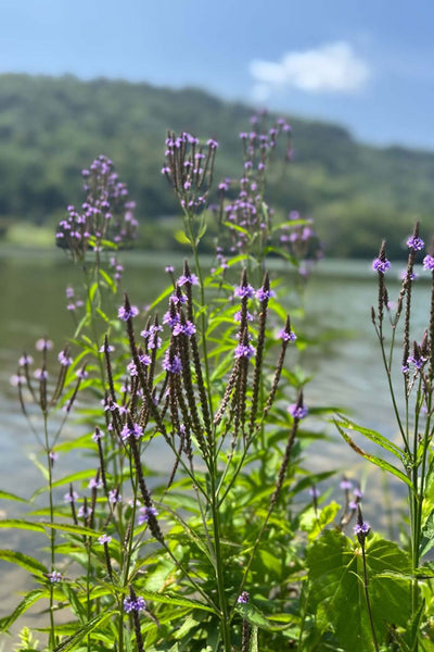 Blue Vervain